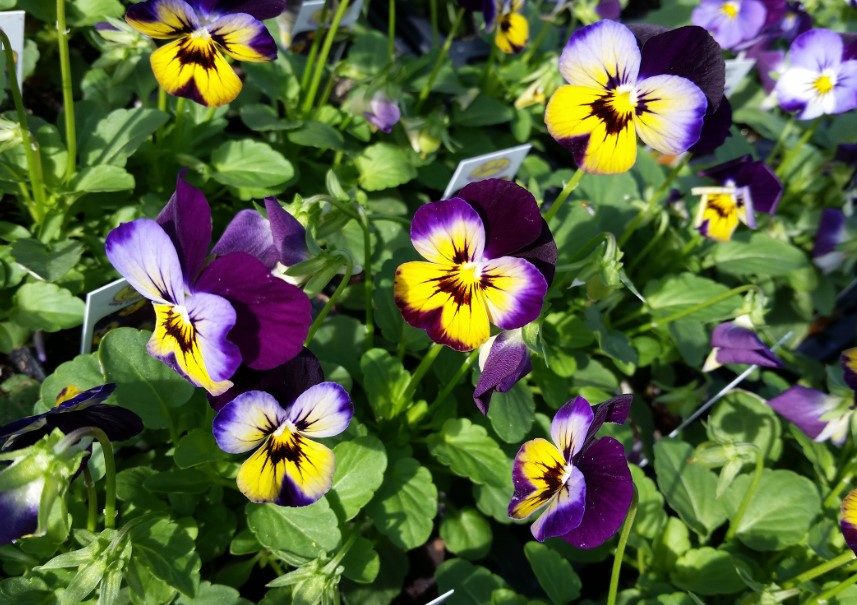 hoa violet ý nghĩa