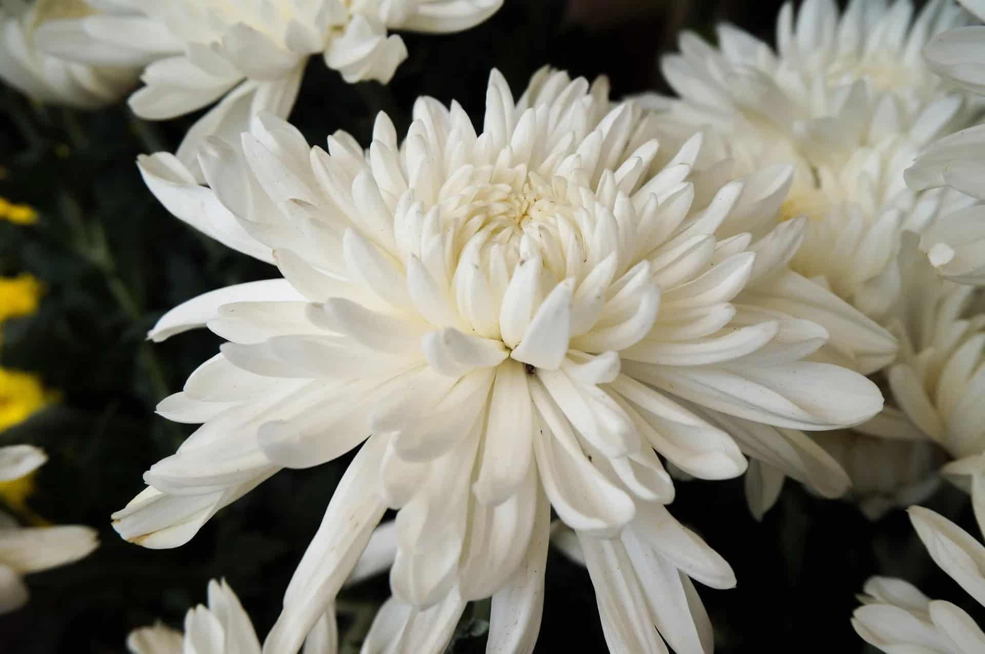 tặng hoa cúc trắng có ý nghĩa gì