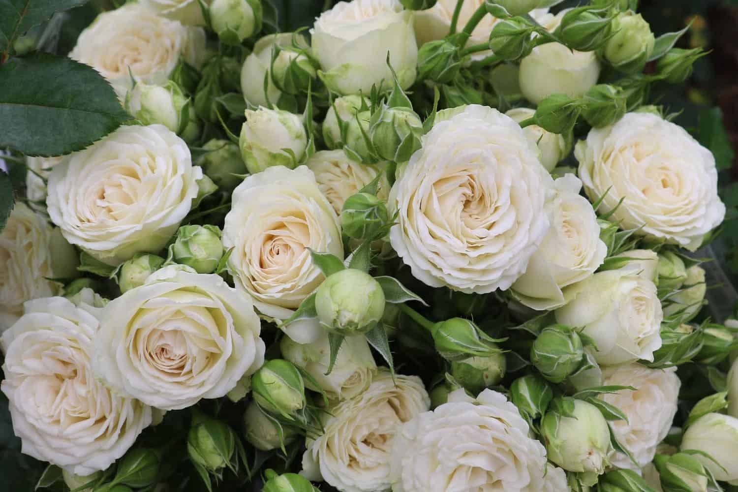 tặng hoa hồng trắng có ý nghĩa gì