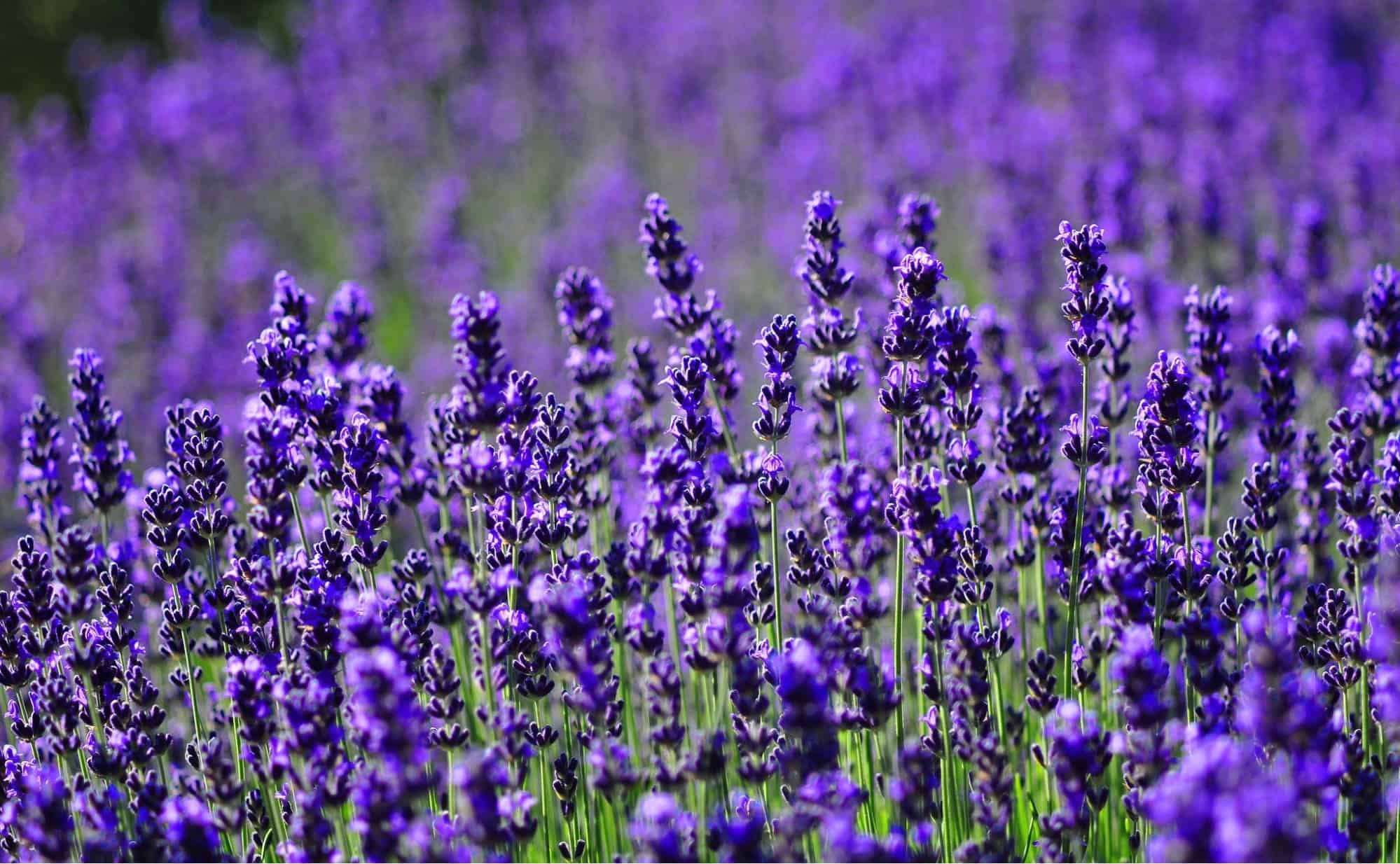 tặng hoa lavender có ý nghĩa gì