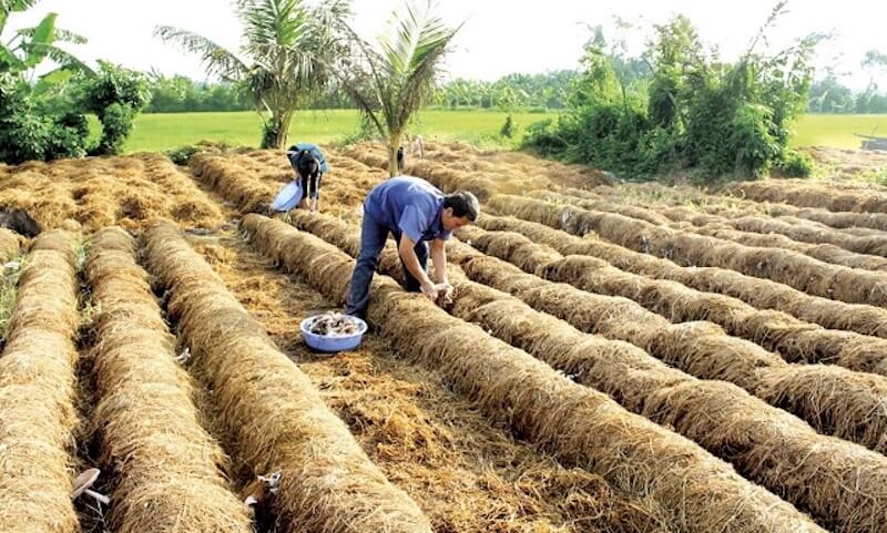 Nên chọn những cây nấm còn búp, phần đầu hơi nhọn để thu hoạch