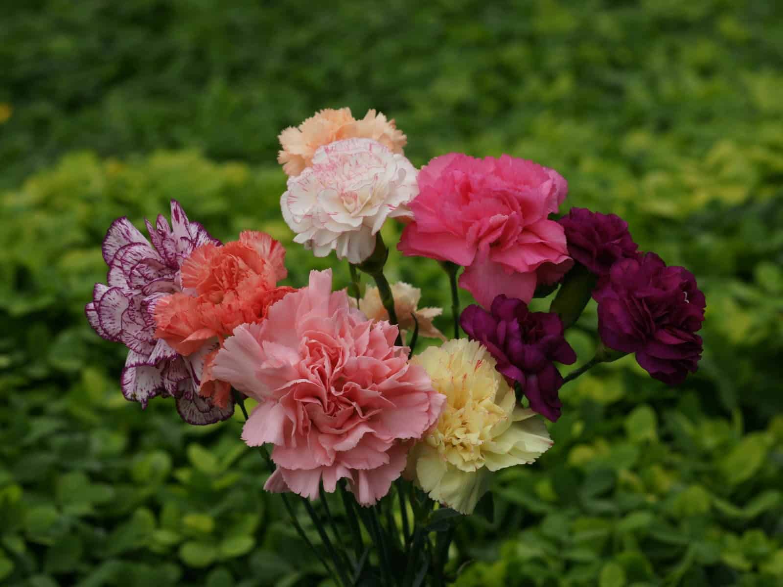 ý nghĩa của hoa cẩm chướng