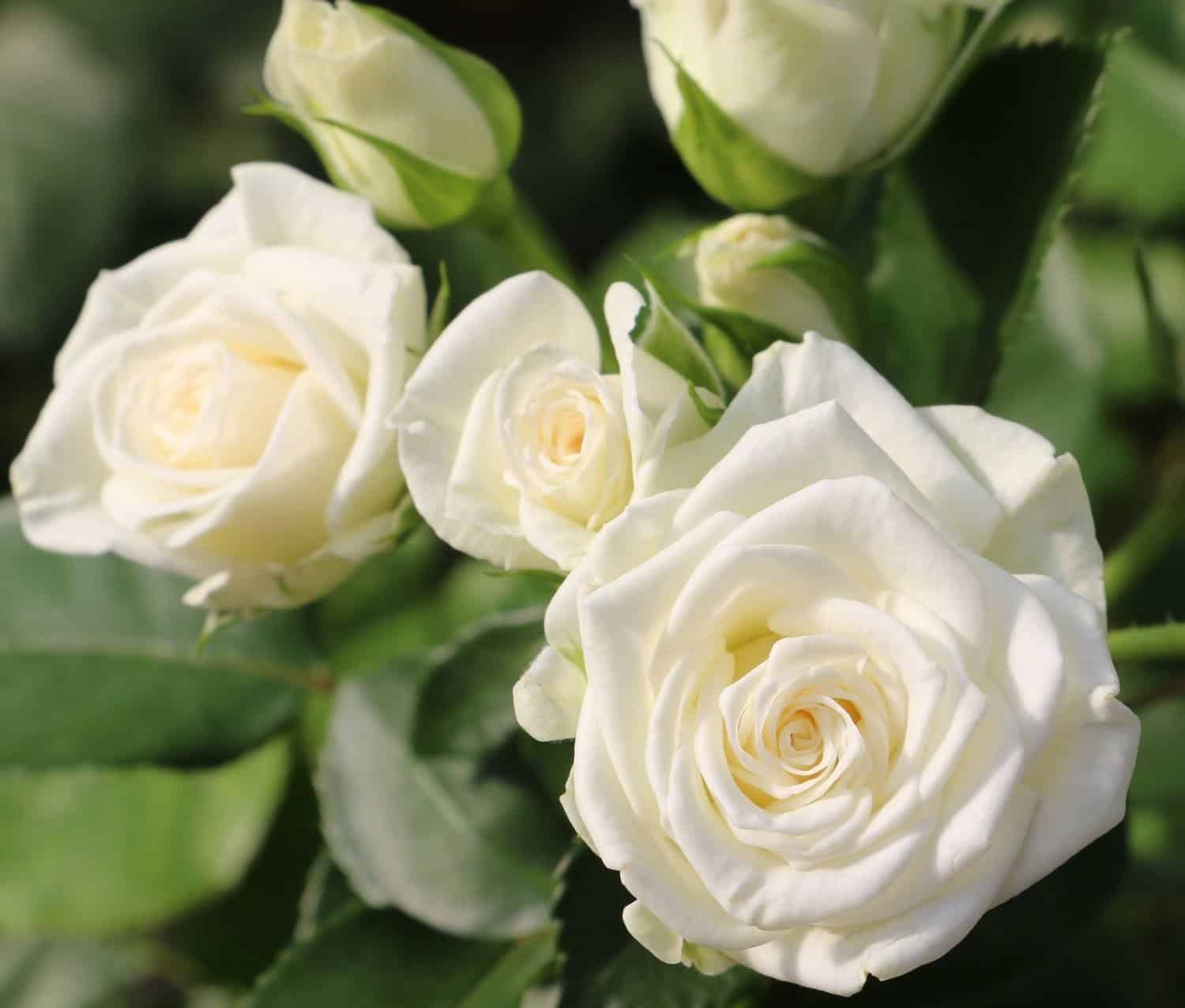 ý nghĩa của hoa hồng trắng