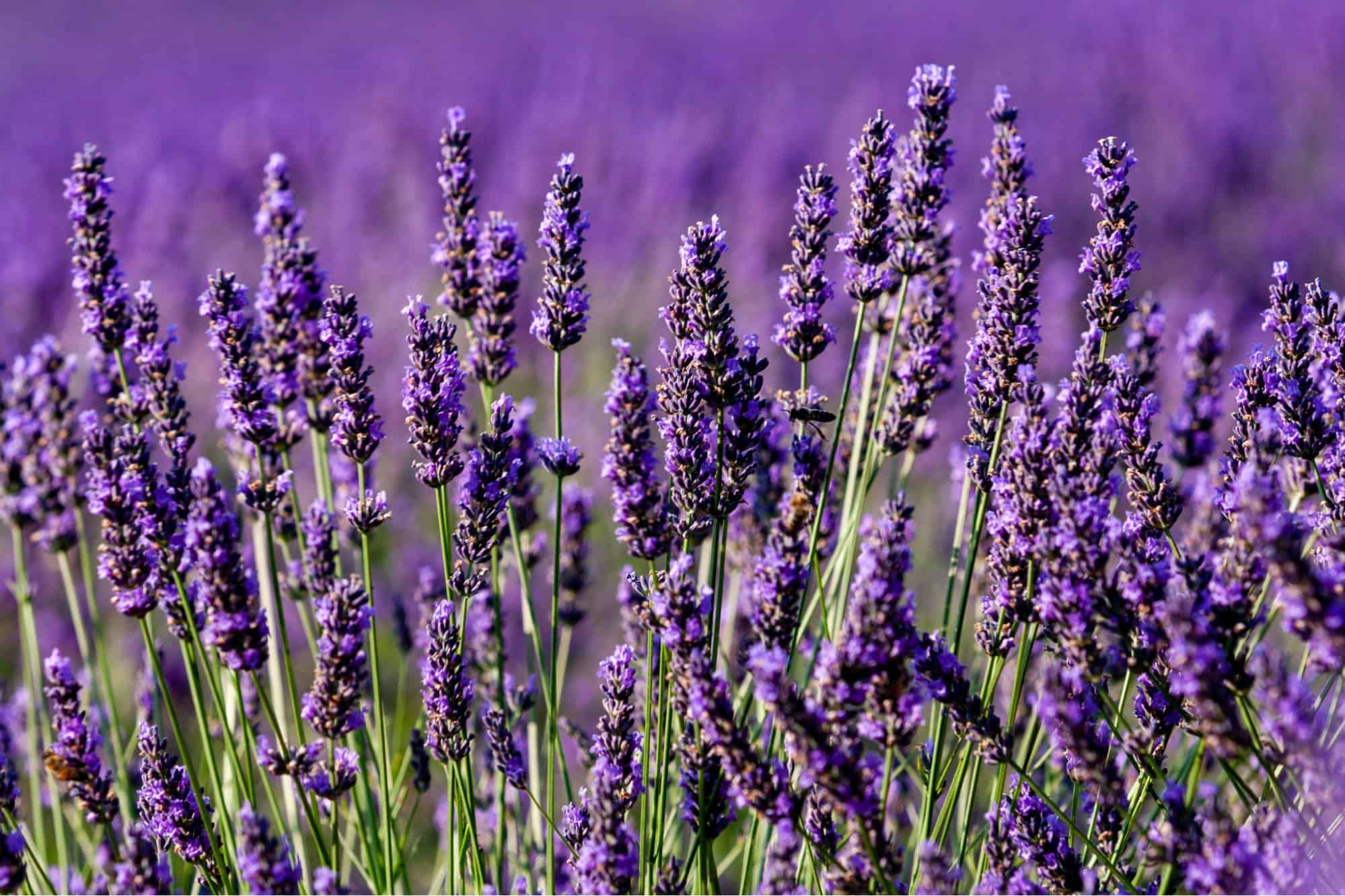 ý nghĩa của hoa lavender