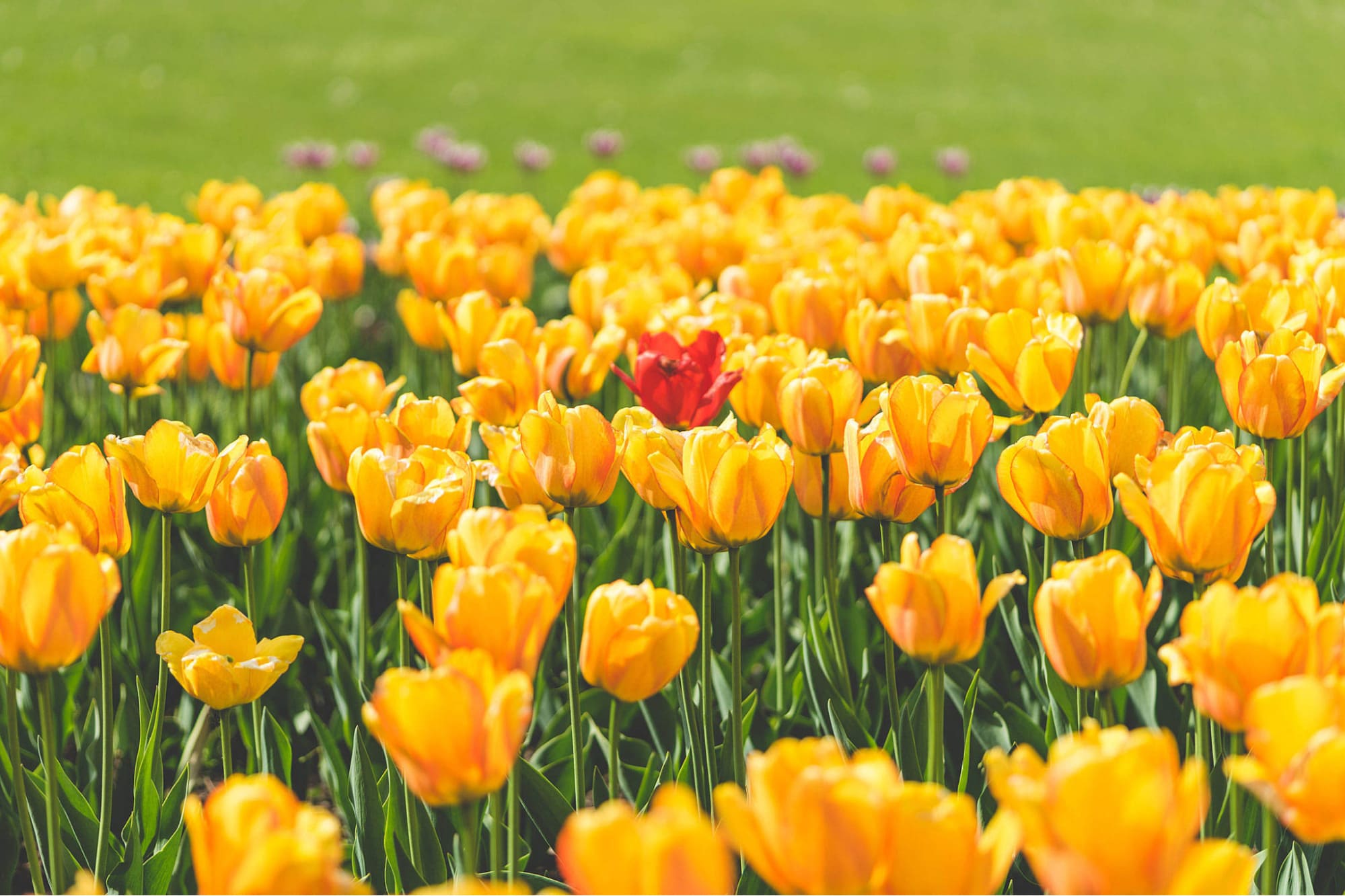 ý nghĩa của hoa tulip