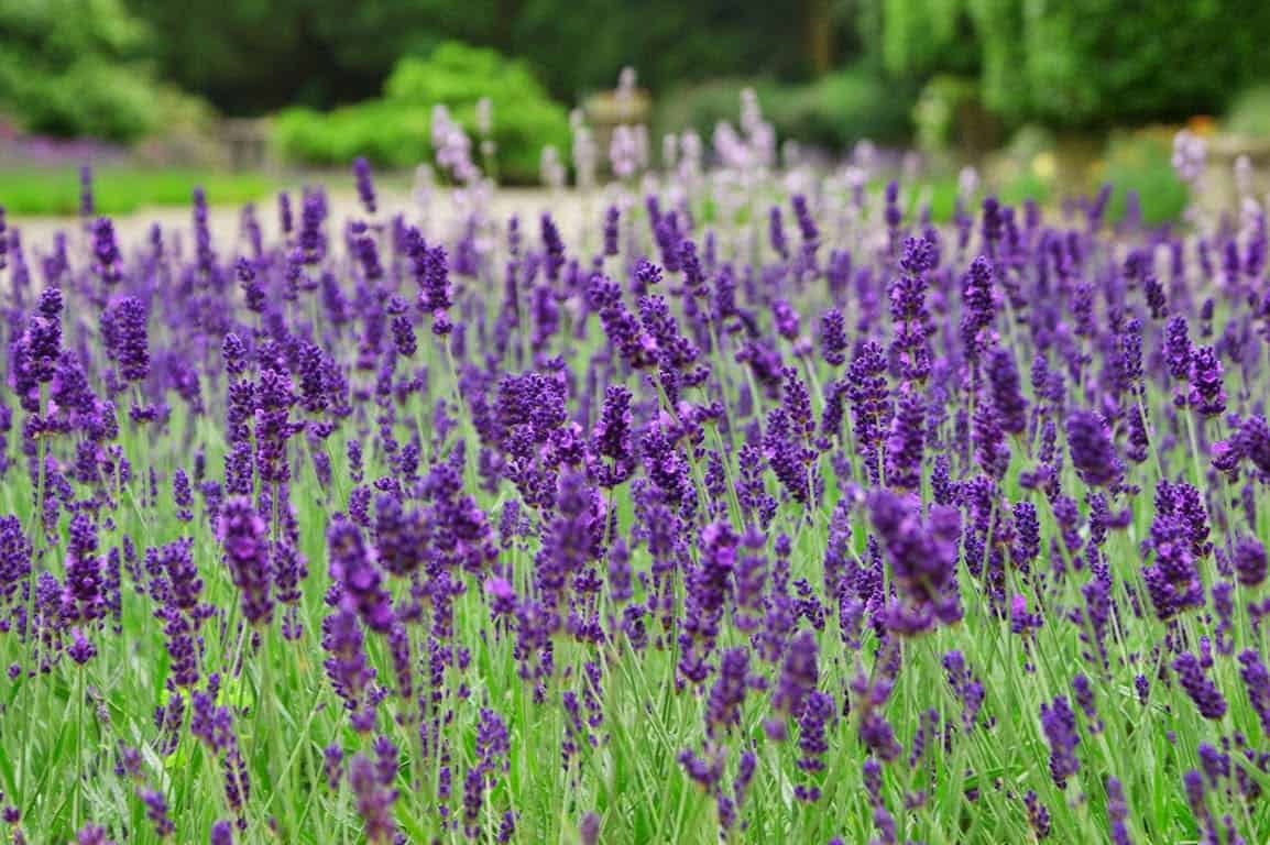 ý nghĩa của loài hoa lavender