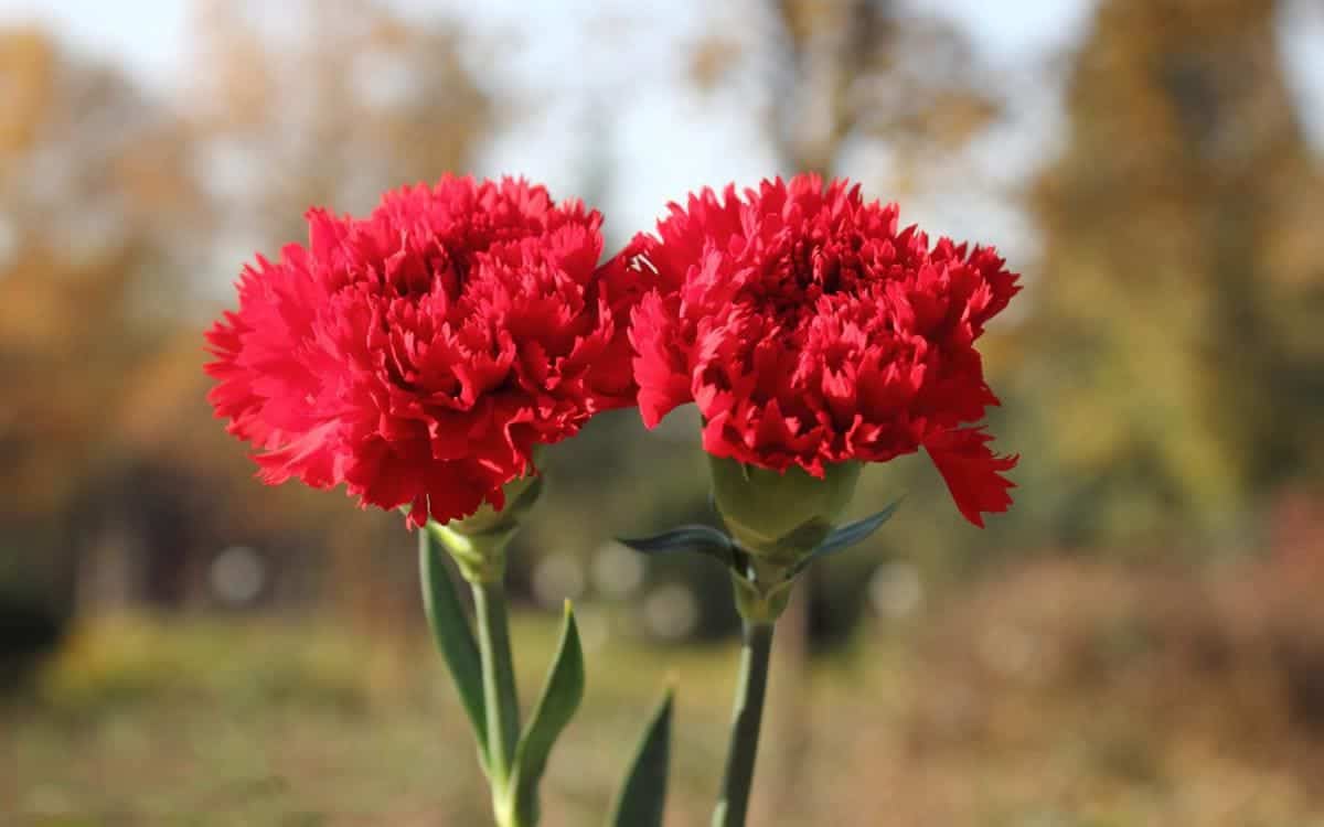 ý nghĩa hoa cẩm chướng đỏ