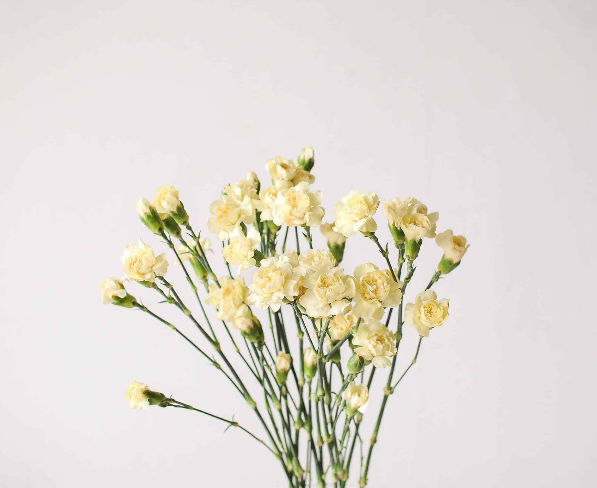 ý nghĩa hoa cẩm chướng vàng