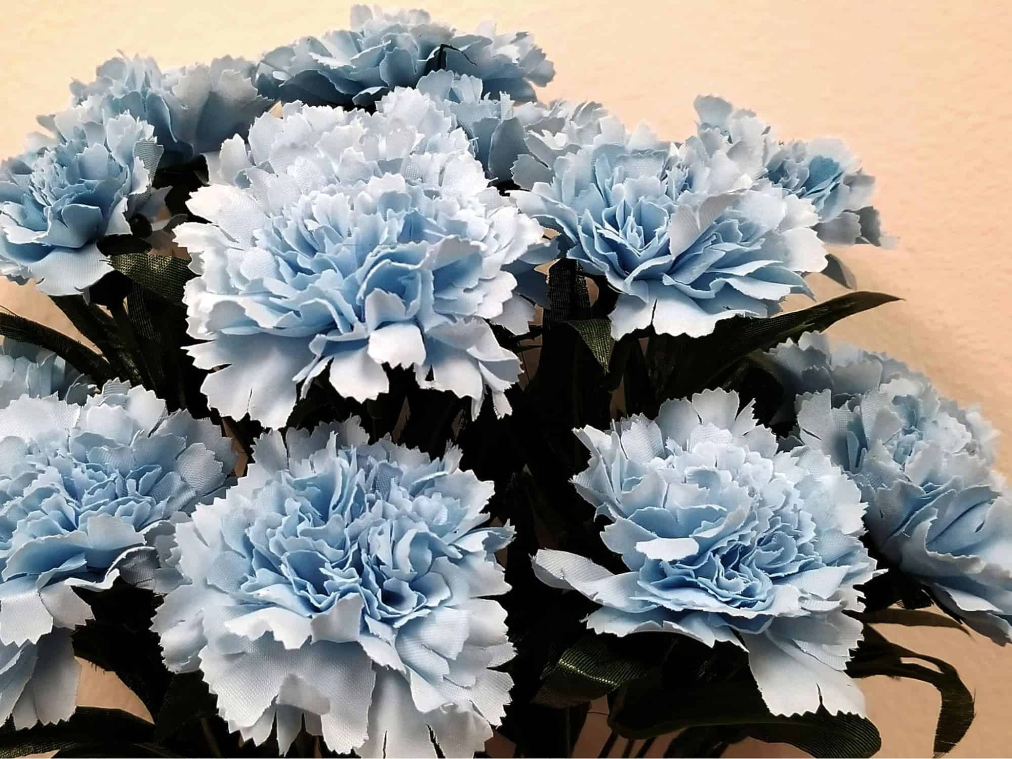 ý nghĩa hoa cẩm chướng xanh