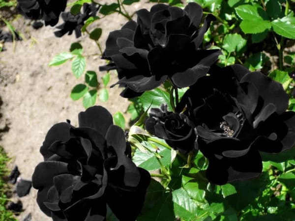 ý nghĩa của hoa hồng đen trong tình yêu