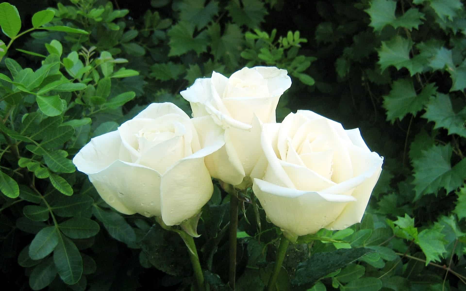 ý nghĩa của hoa hồng trắng trong tình yêu