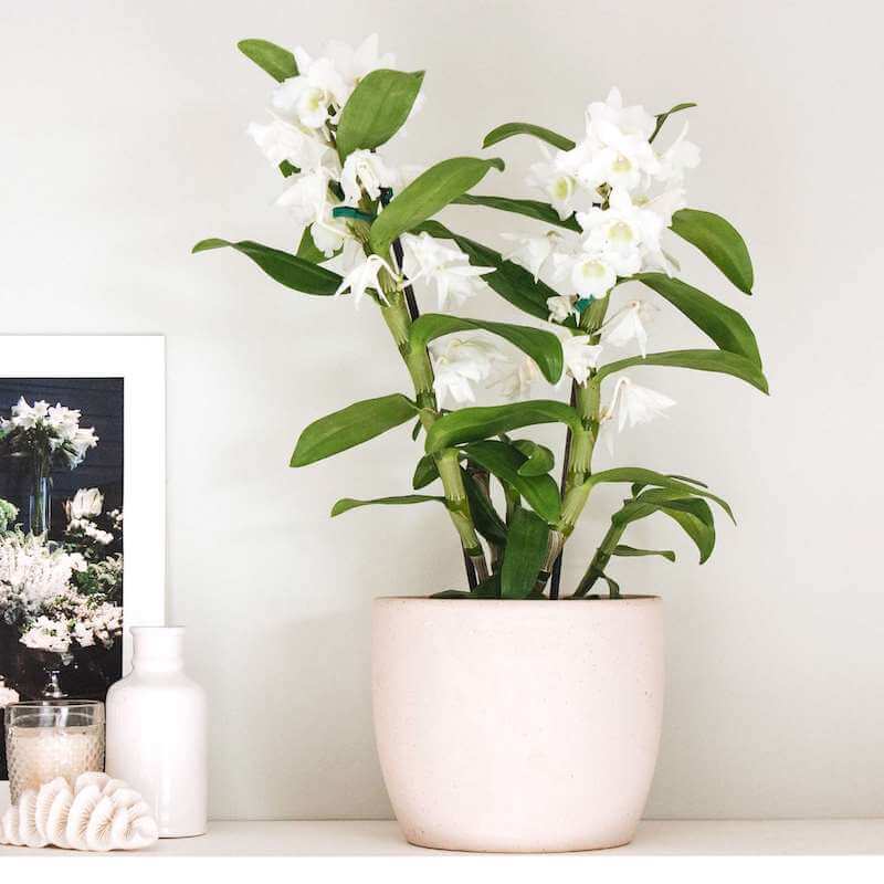 Lan Dendrobium được sử dụng làm quà tân gia 