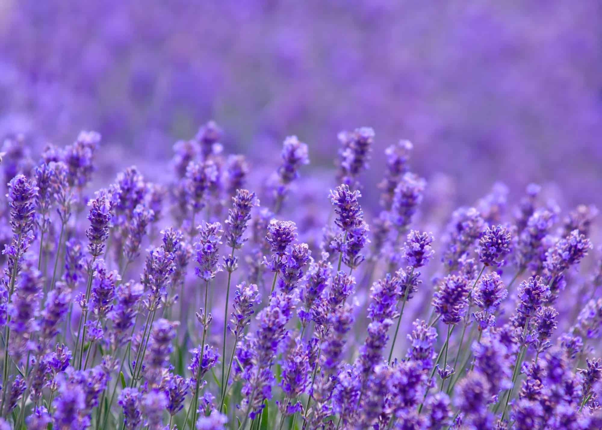 ý nghĩa hoa lavender trong tình yêu