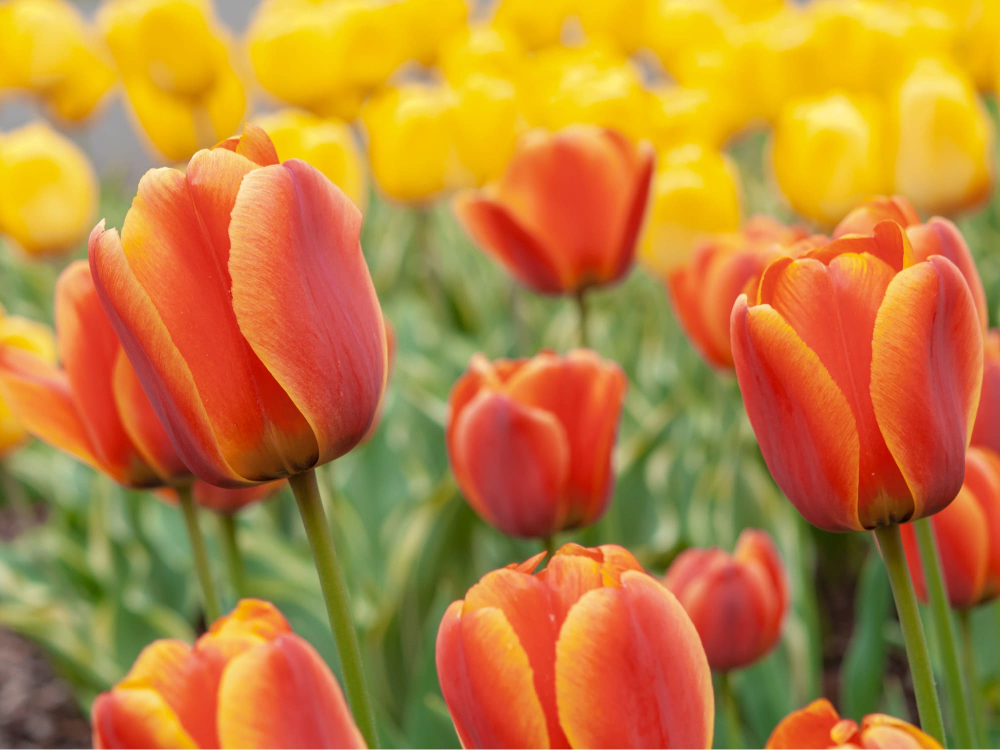 ý nghĩa hoa tulip cam