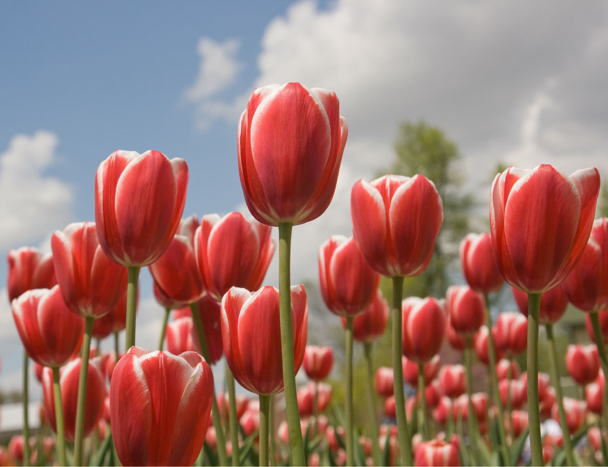 ý nghĩa hoa tulip đỏ