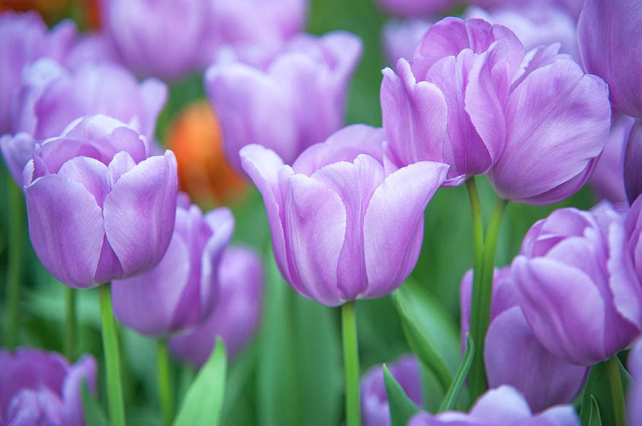 ý nghĩa hoa tulip tím