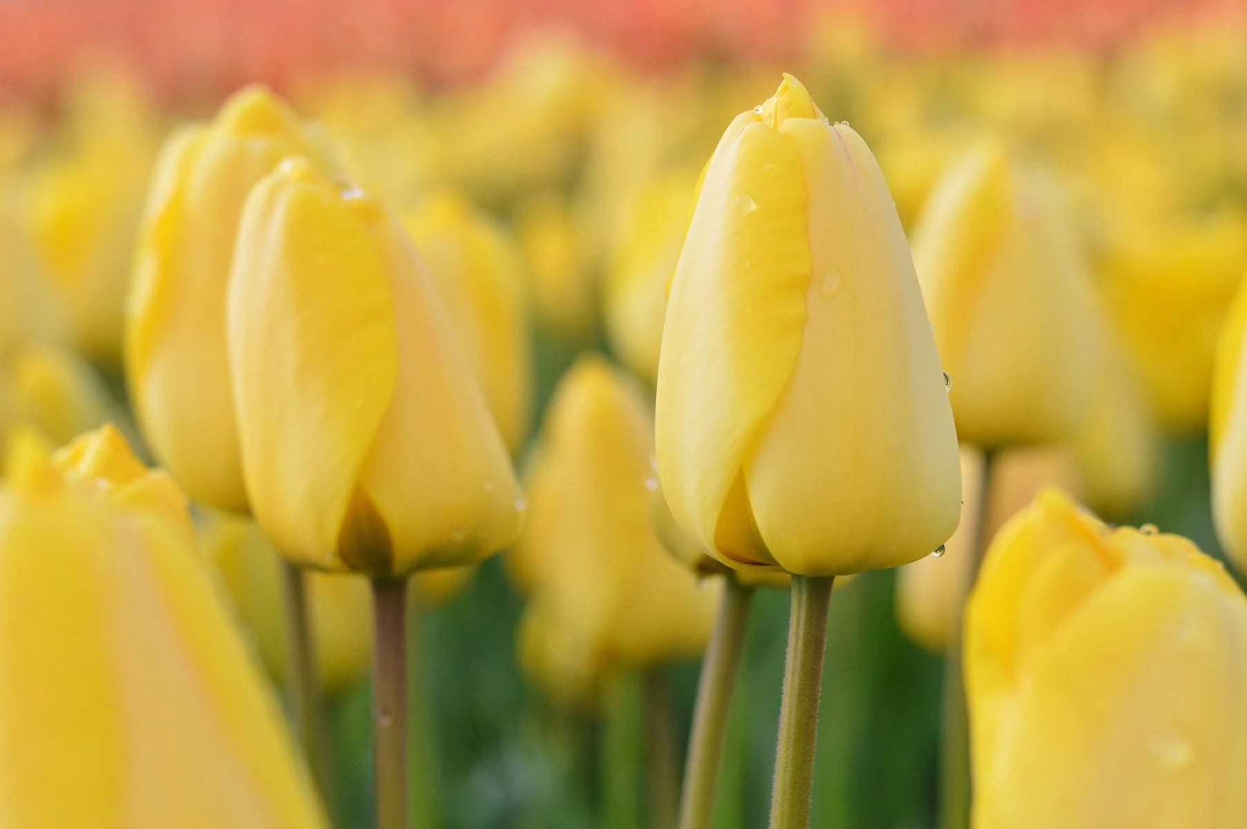 ý nghĩa hoa tulip vàng