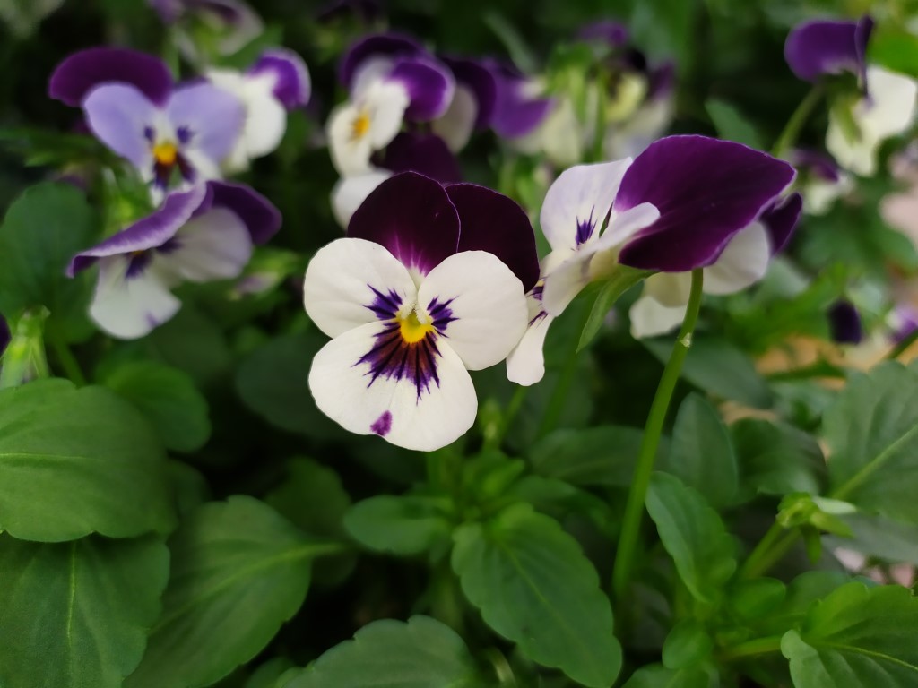 ý nghĩa hoa violet tím