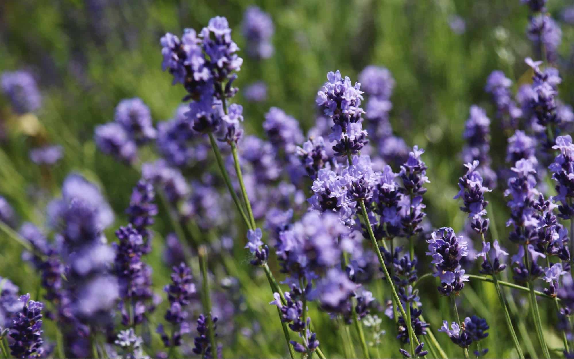 ý nghĩa của hoa lavender tím