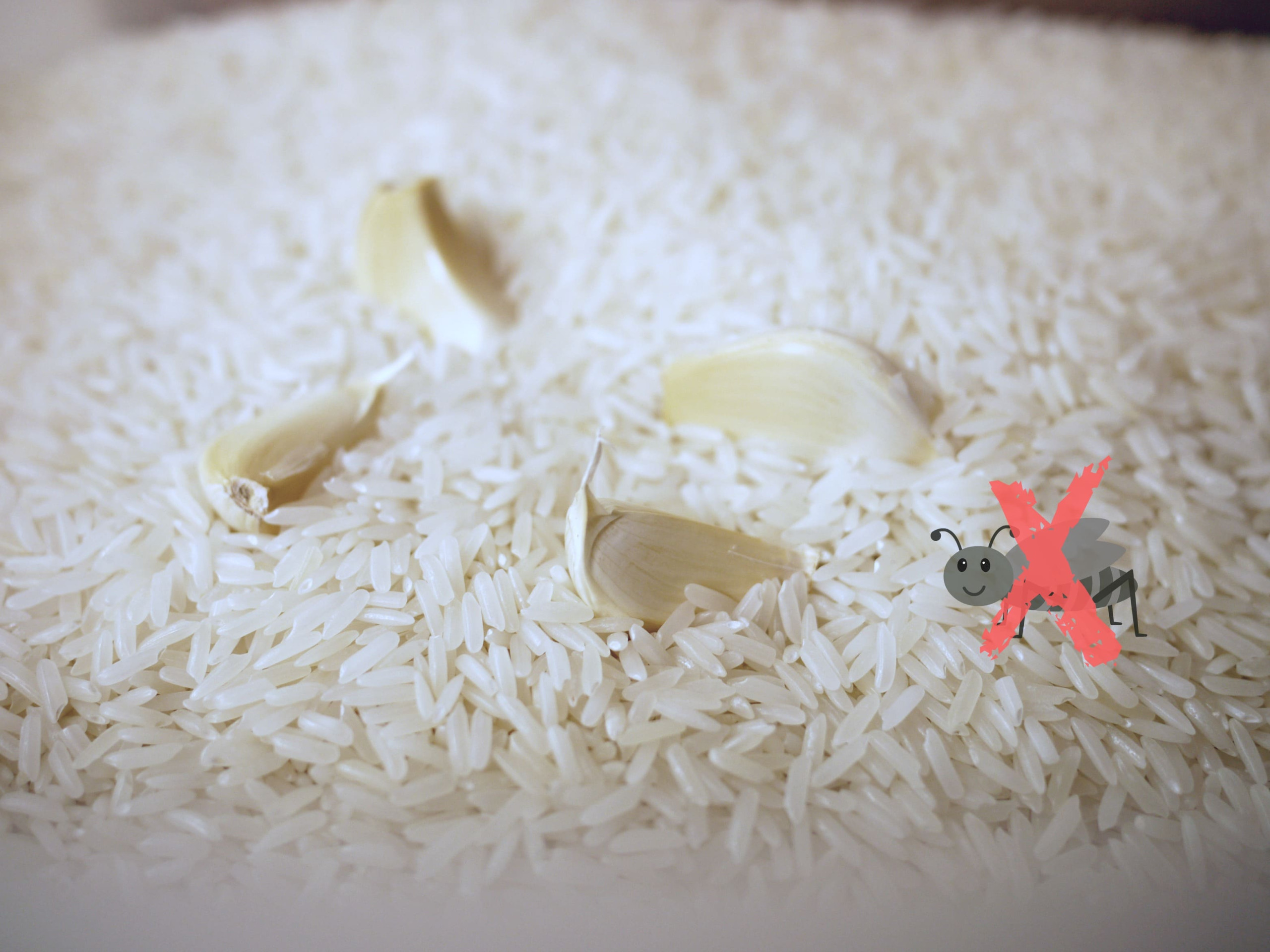 cách bảo quản cám gạo không bị mọt