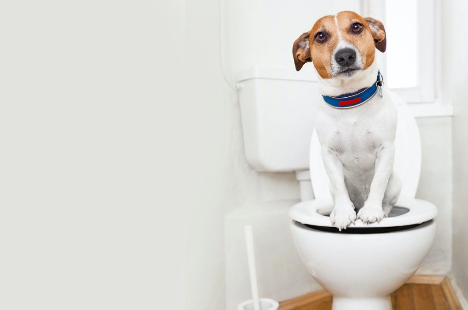 cách dạy chó đi vệ sinh bồn cầu