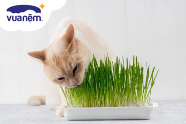 cách trồng cỏ mèo