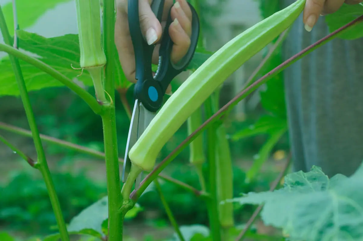 cách trồng hạt đậu bắp 