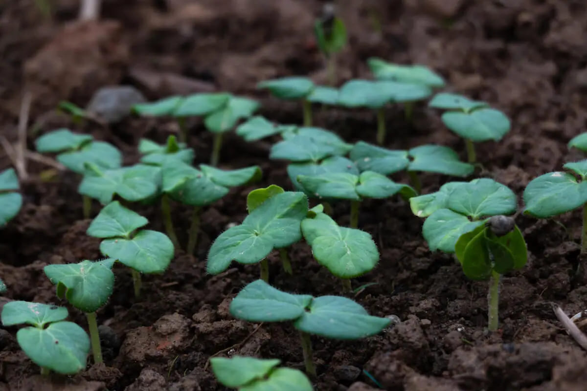 cách trồng cây đậu bắp trong chậu 
