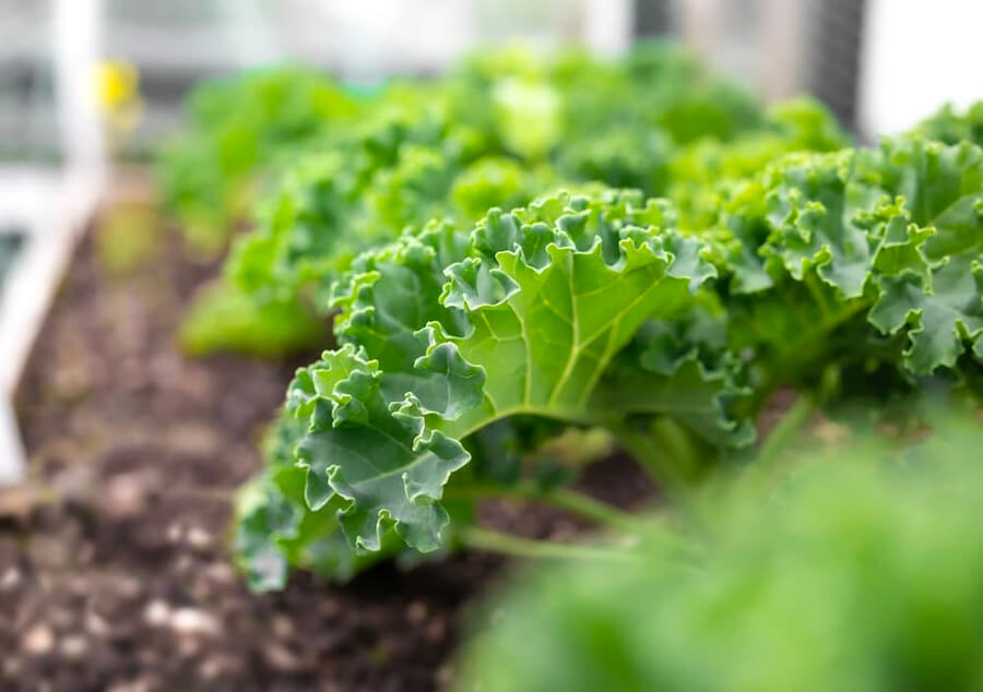 Cách trồng cải Kale không quá phức tạp