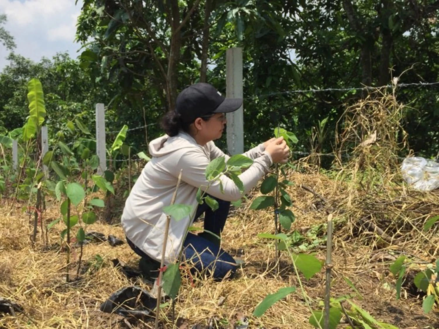 tác dụng cây an xoa 