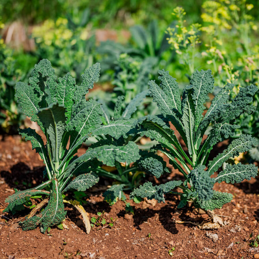 Cải Kale thích hợp trồng trên đất thịt, màu mỡ