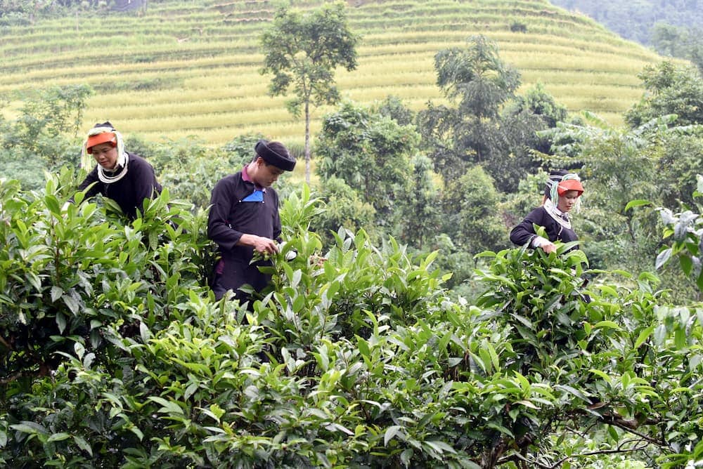 món ăn đặc sản tuyên quang 