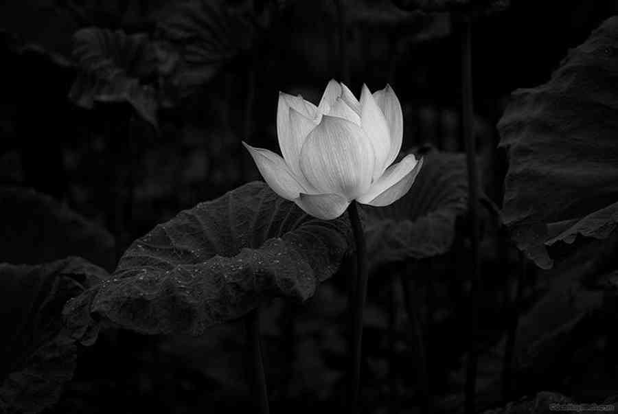 Hoa sen White nền đen sì tại vì sao hoặc xuất hiện tại vô đám tang