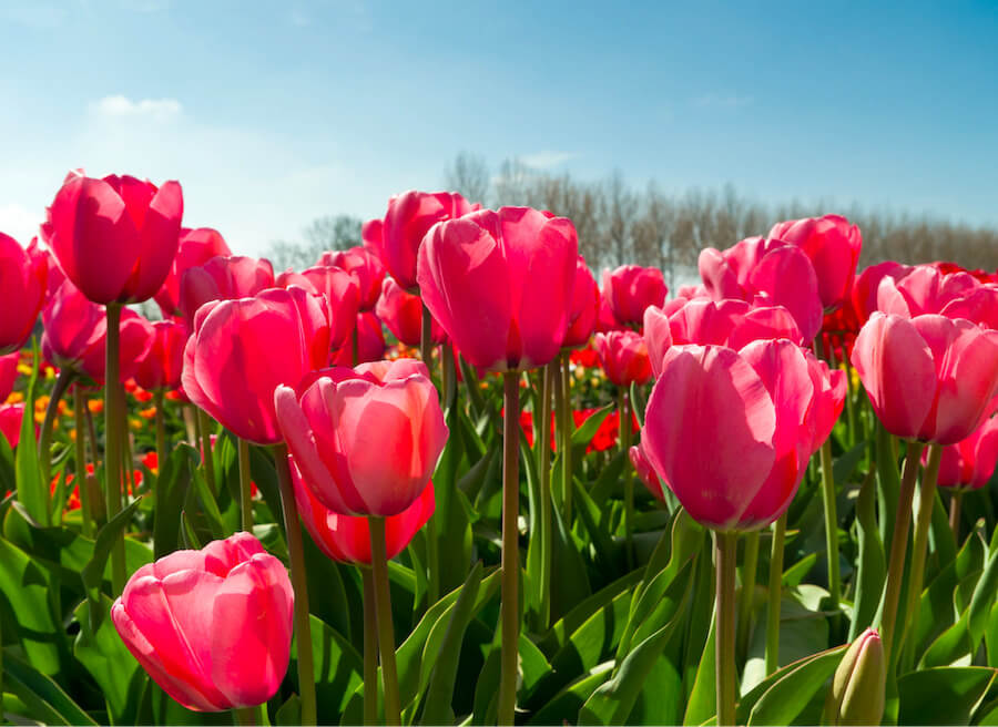 Ý nghĩa hoa tulip