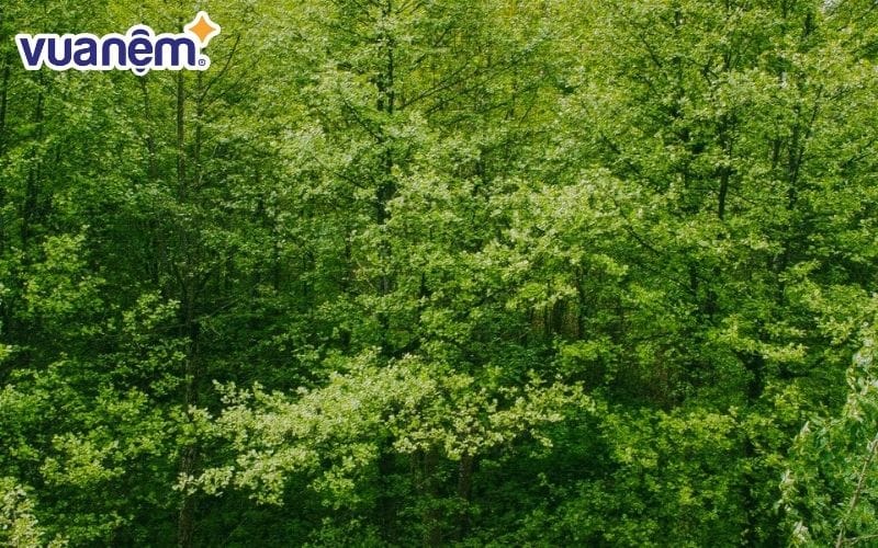 Mệnh Mộc đại diện cho cây cối