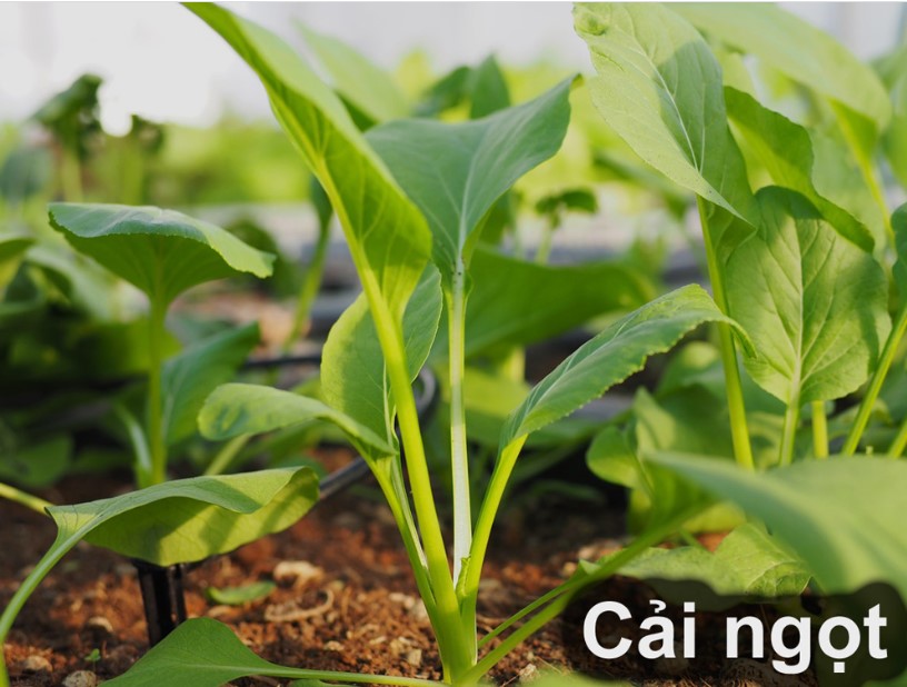 tác dụng của rau cải ngọt