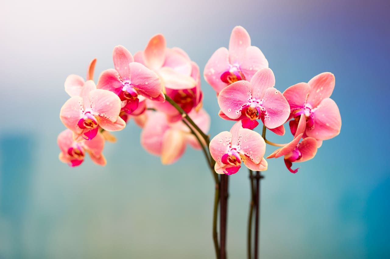 tặng hoa phong lan có ý nghĩa gì 