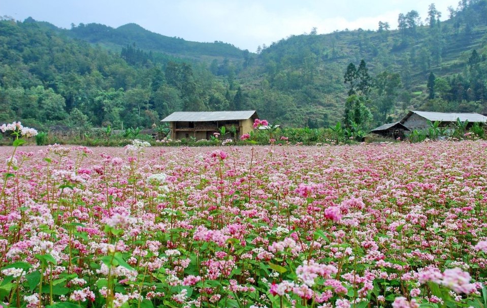 ý nghĩa loài hoa tam giác mạch