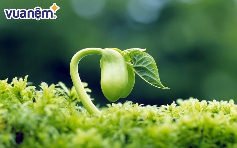 Bổ sung mầm đậu nành để cải thiện lượng Estrogen