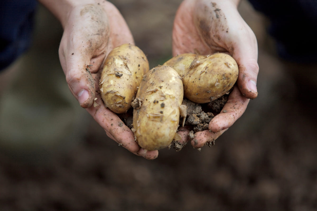 cách trồng khoai tây mọc mầm