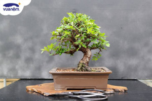 Cây bonsai là gì? Ý nghĩa phong thủy của các dáng cây bonsai