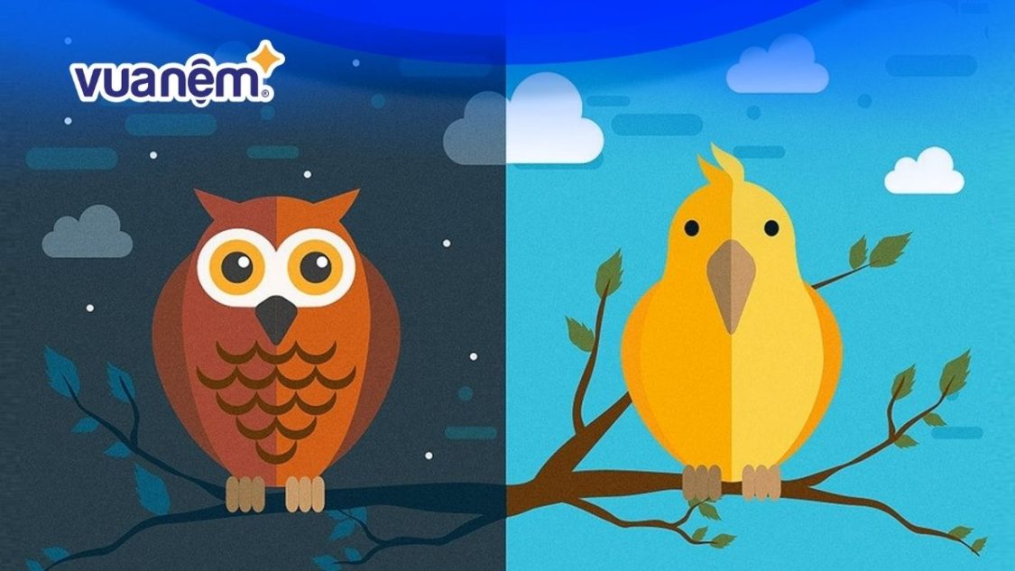 Giấc ngủ giữa cú đêm và chim sơn ca