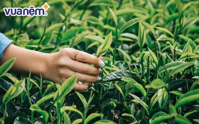 L-Theanine là gì?-  L-Theanine là một axit amin được tìm thấy nhiều trong lá trà xanh