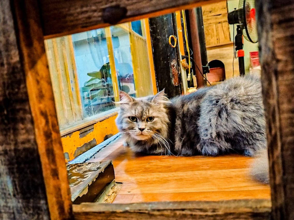quán cà phê mèo ở hà nội