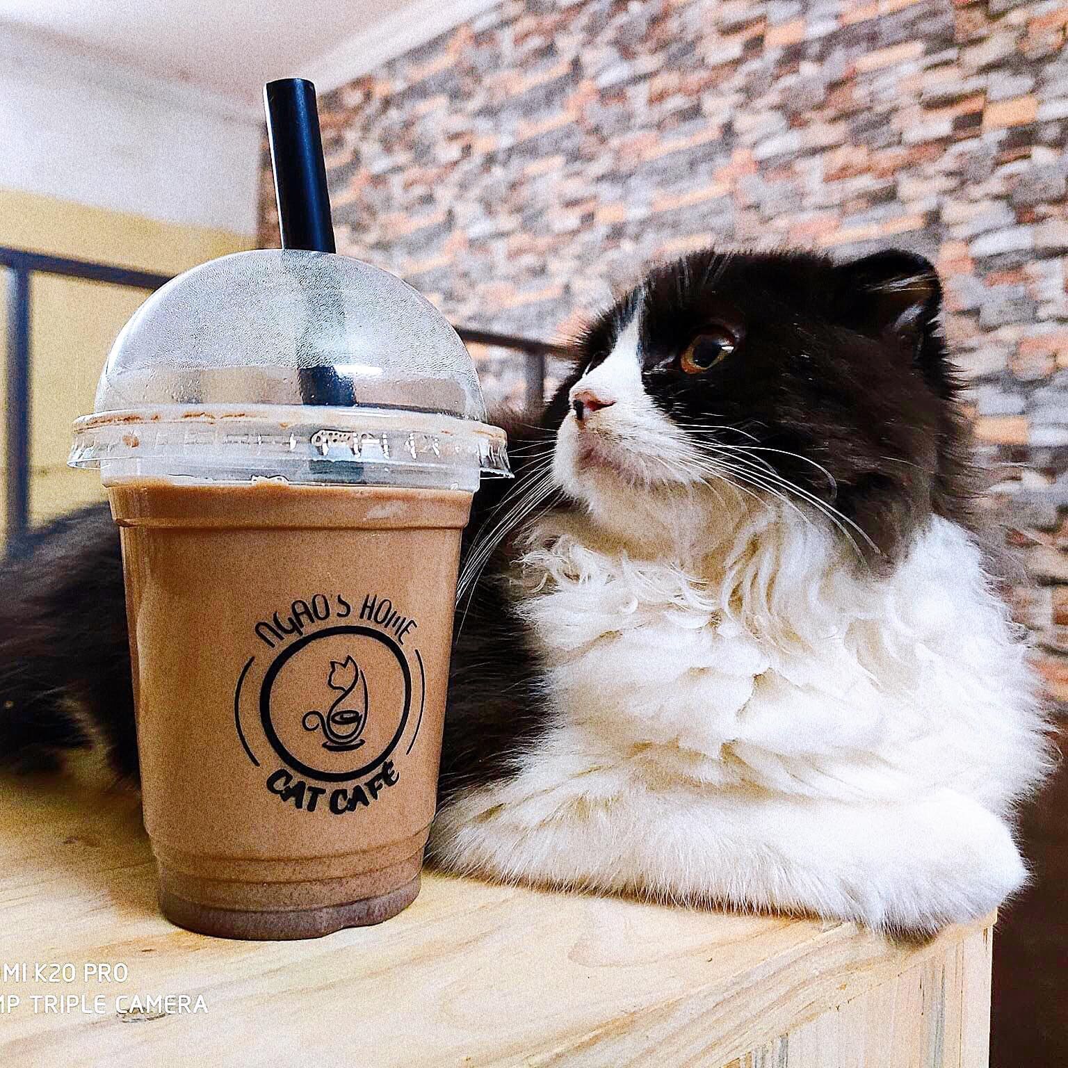 cà phê mèo hà nội
