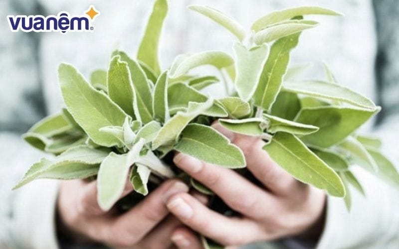 Sử dụng thảo dược để giảm tình trạng bốc hỏa vào ban đêm