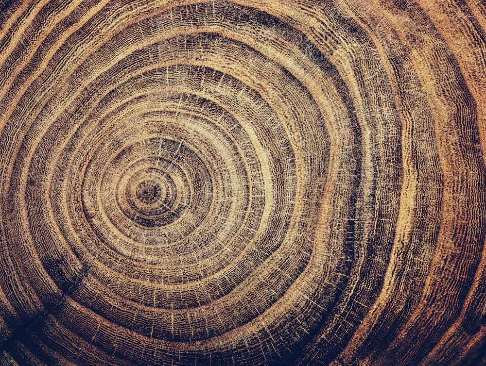 Vân gỗ mặt cắt ngang