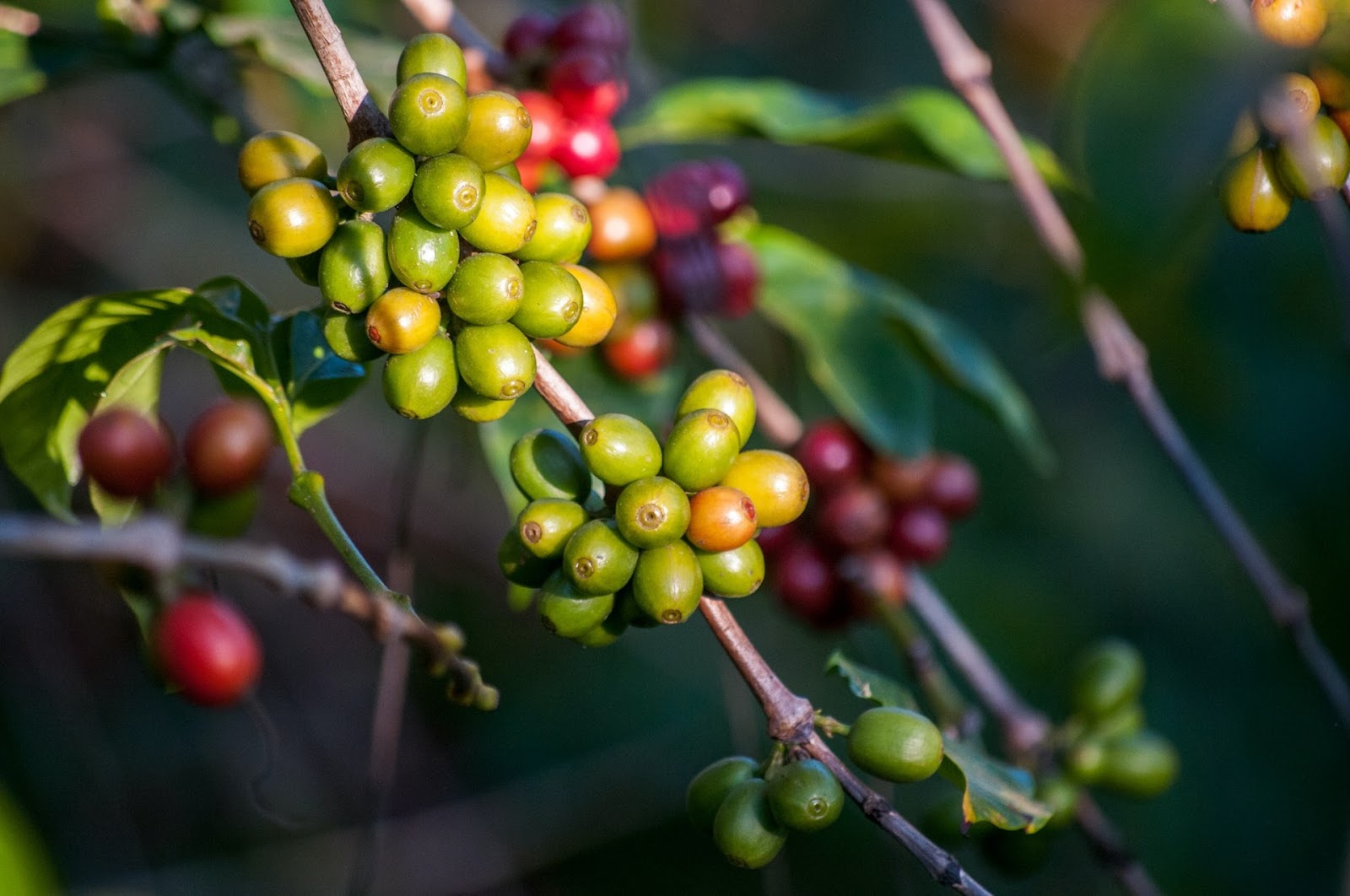 trồng cà phê catimor