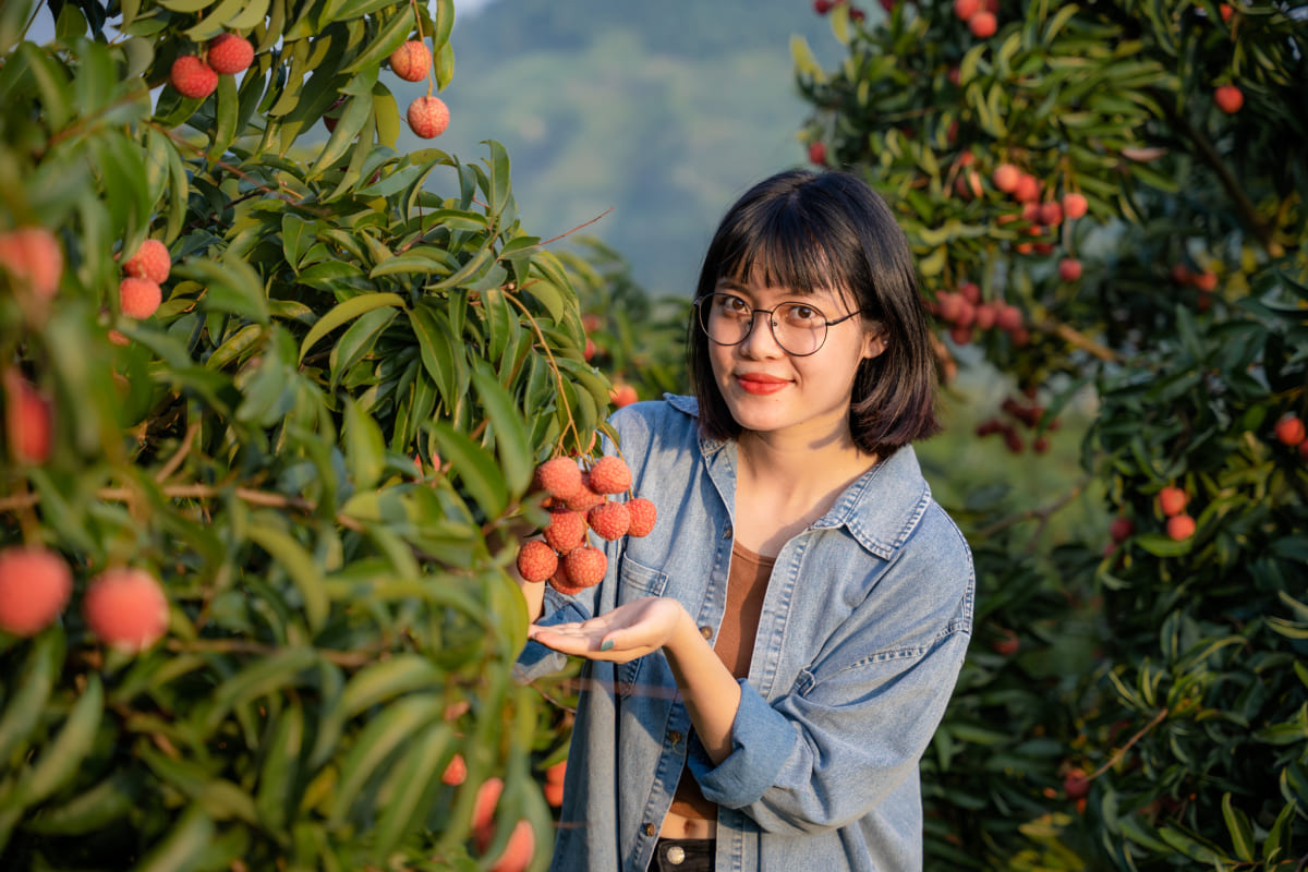 Quả vải thiều