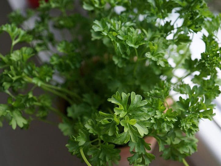 rau ngò tây (parsley)